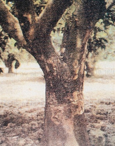 Gövde zamklanması hastalığı